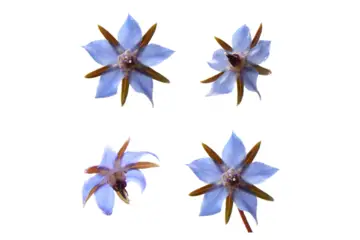 Menopoza İyi Gelen Bitkiler